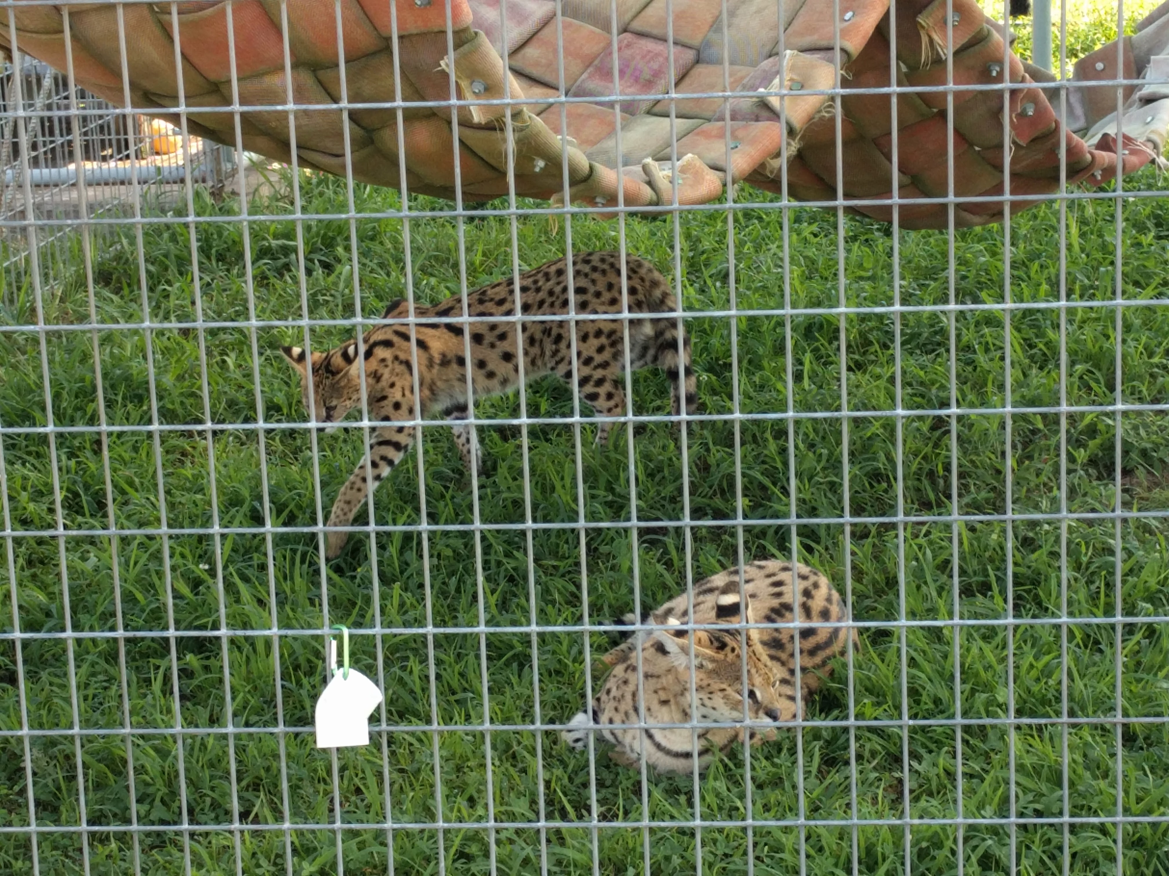 Two servals