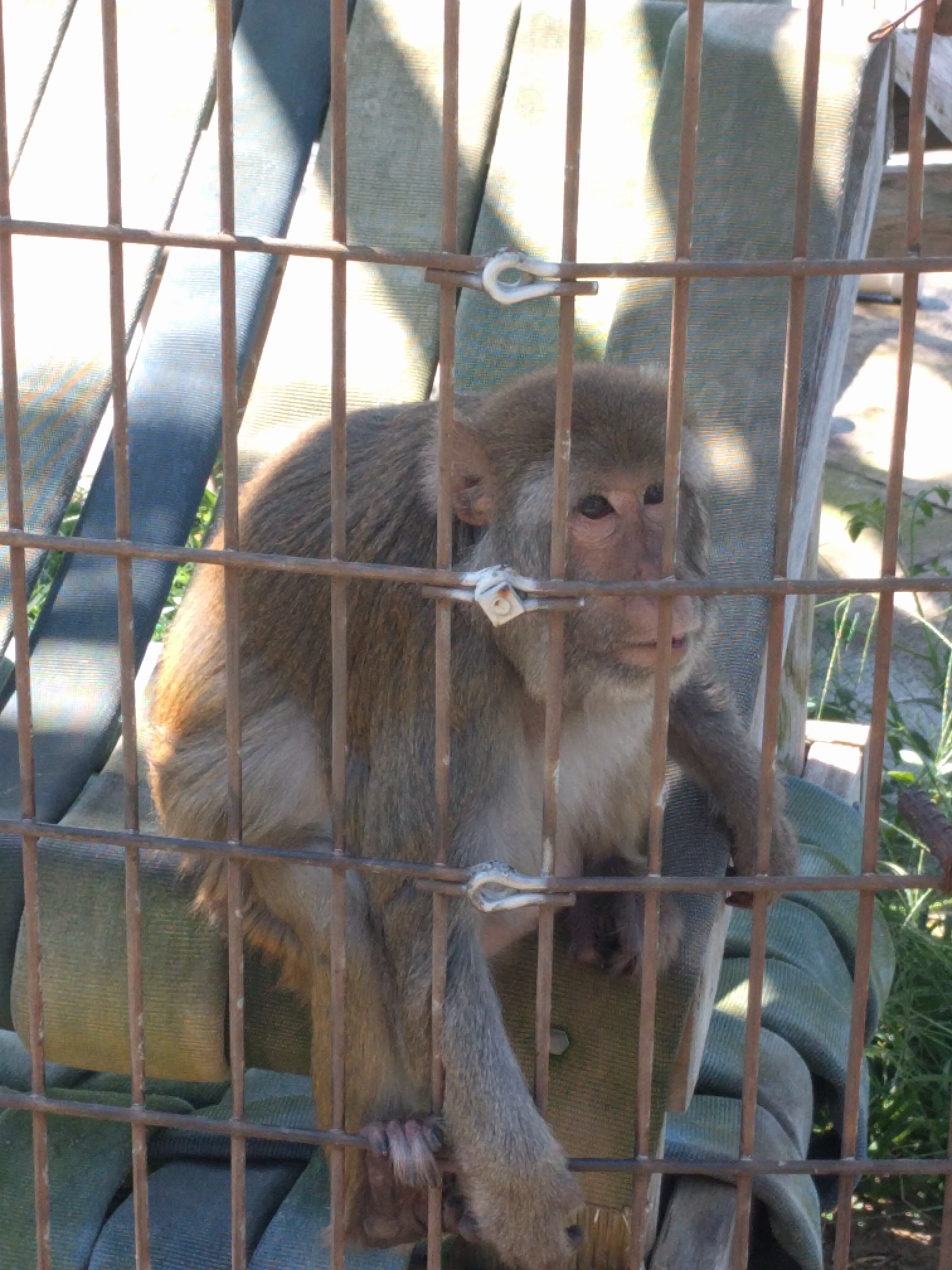 Macaque monkey