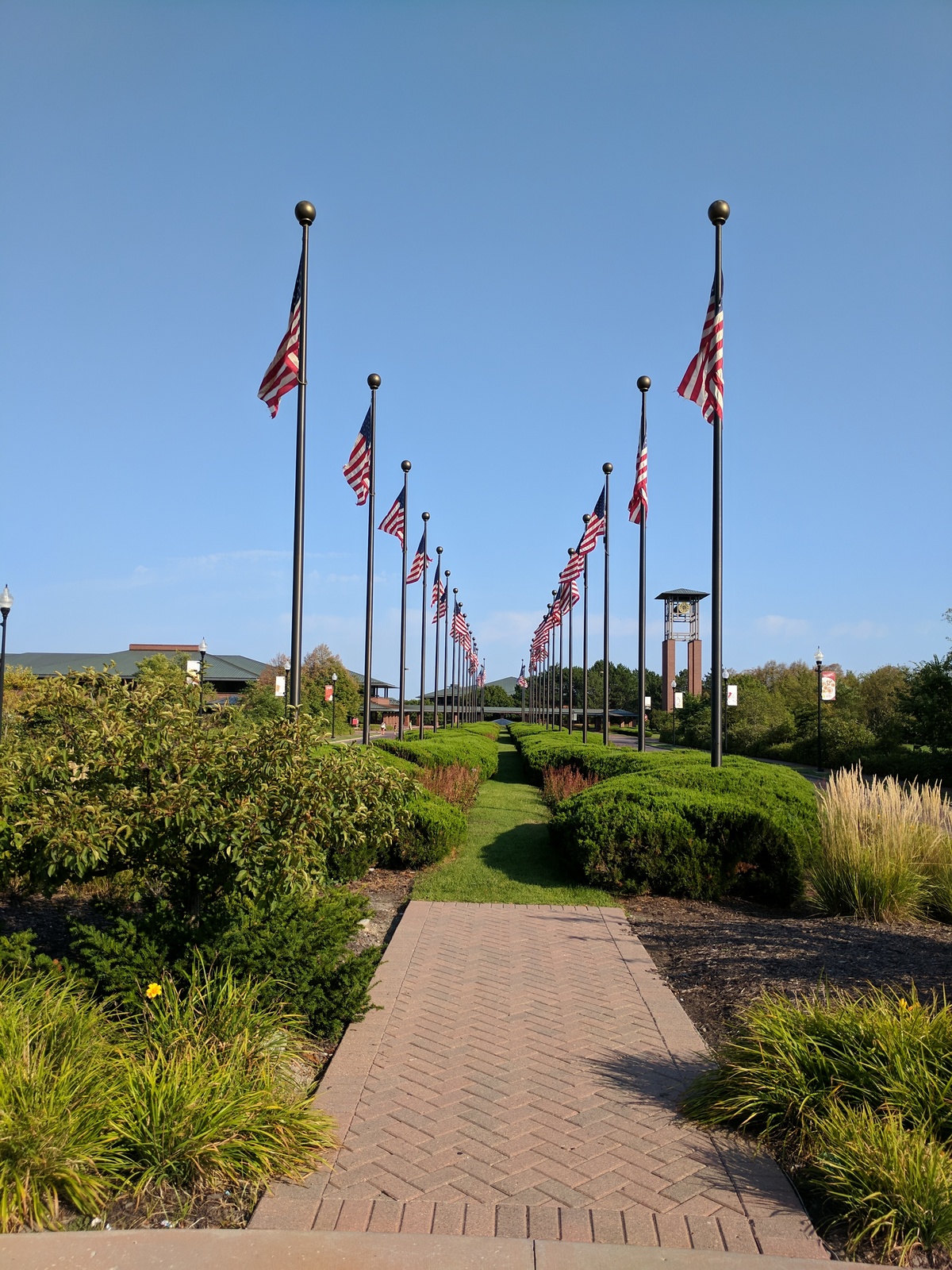 Many American flags in two rows in a garden